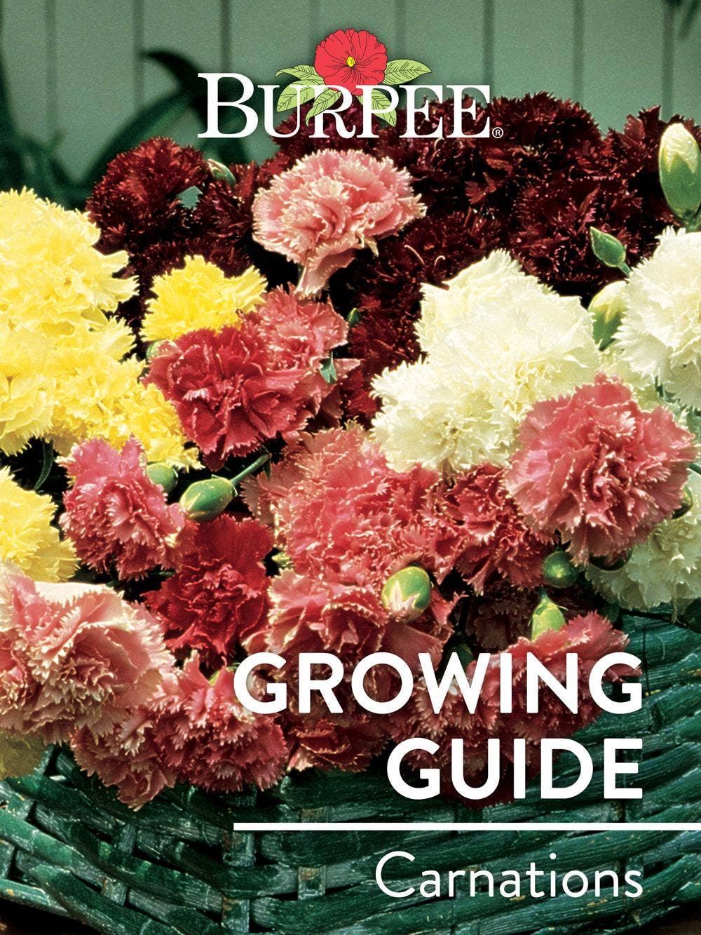 Learn About Carnations