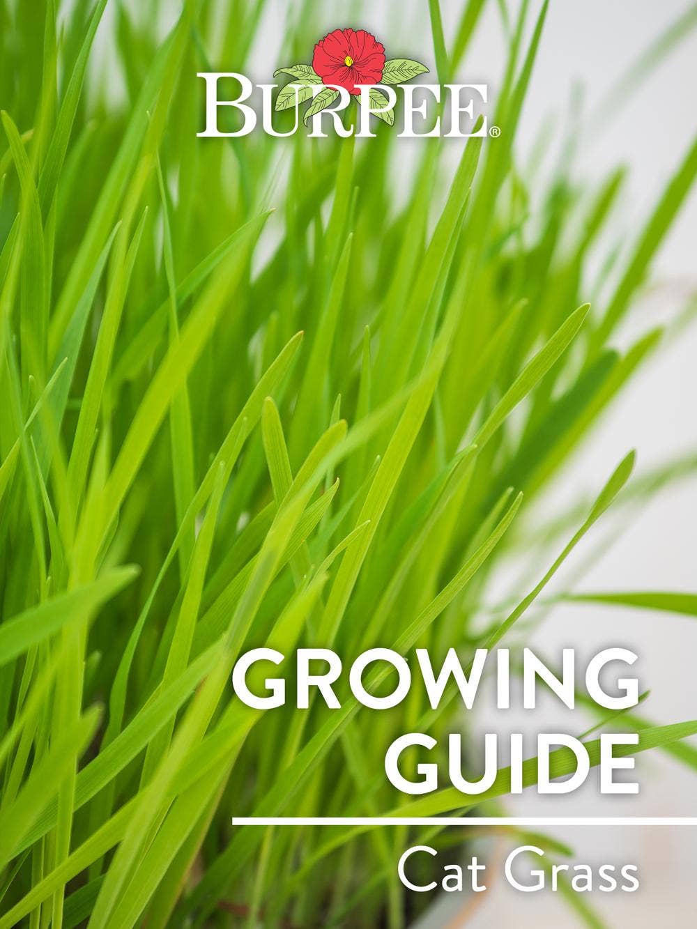 Learn About Cat Grass
