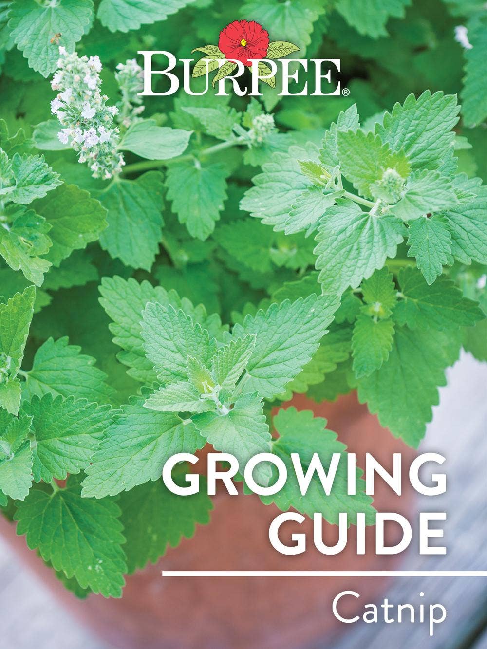 Learn About Catnip