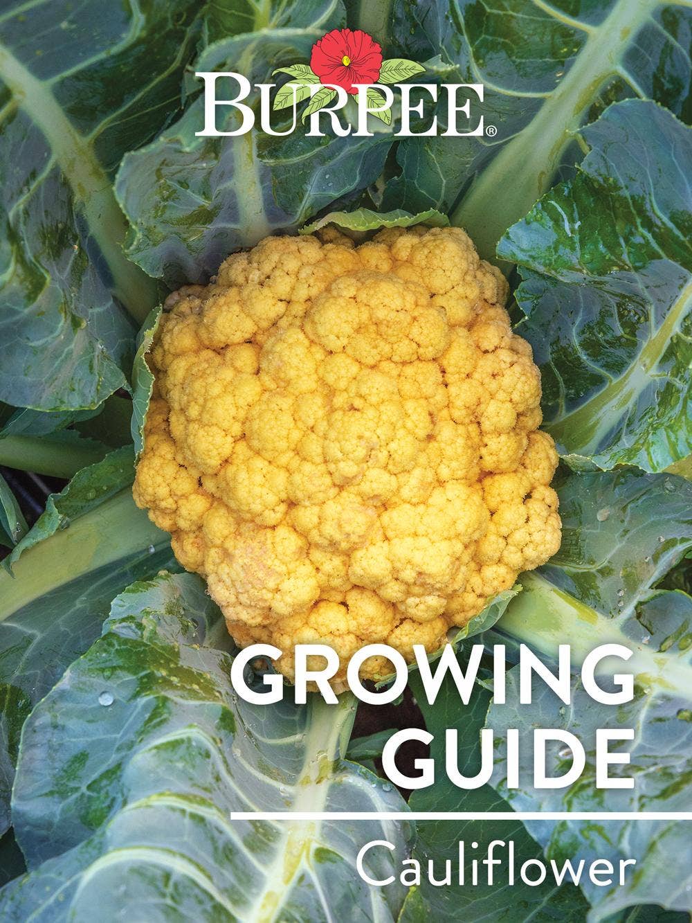 Learn About Cauliflower