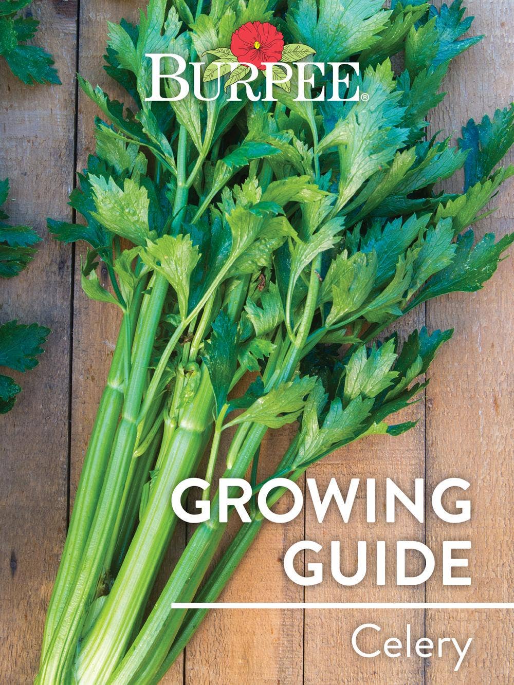 Learn About Celery