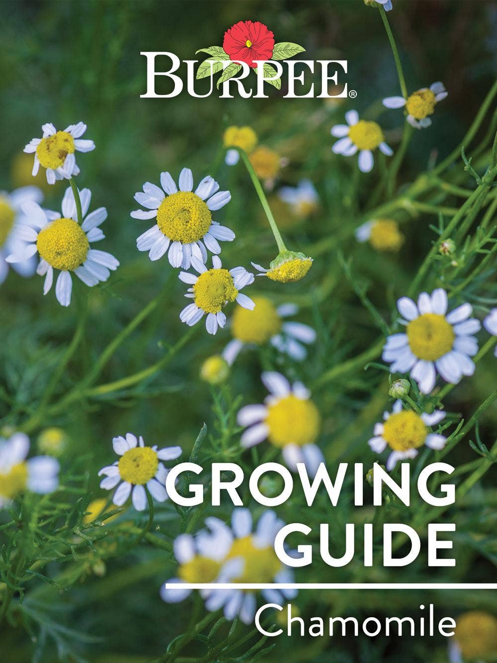 Learn About Chamomile