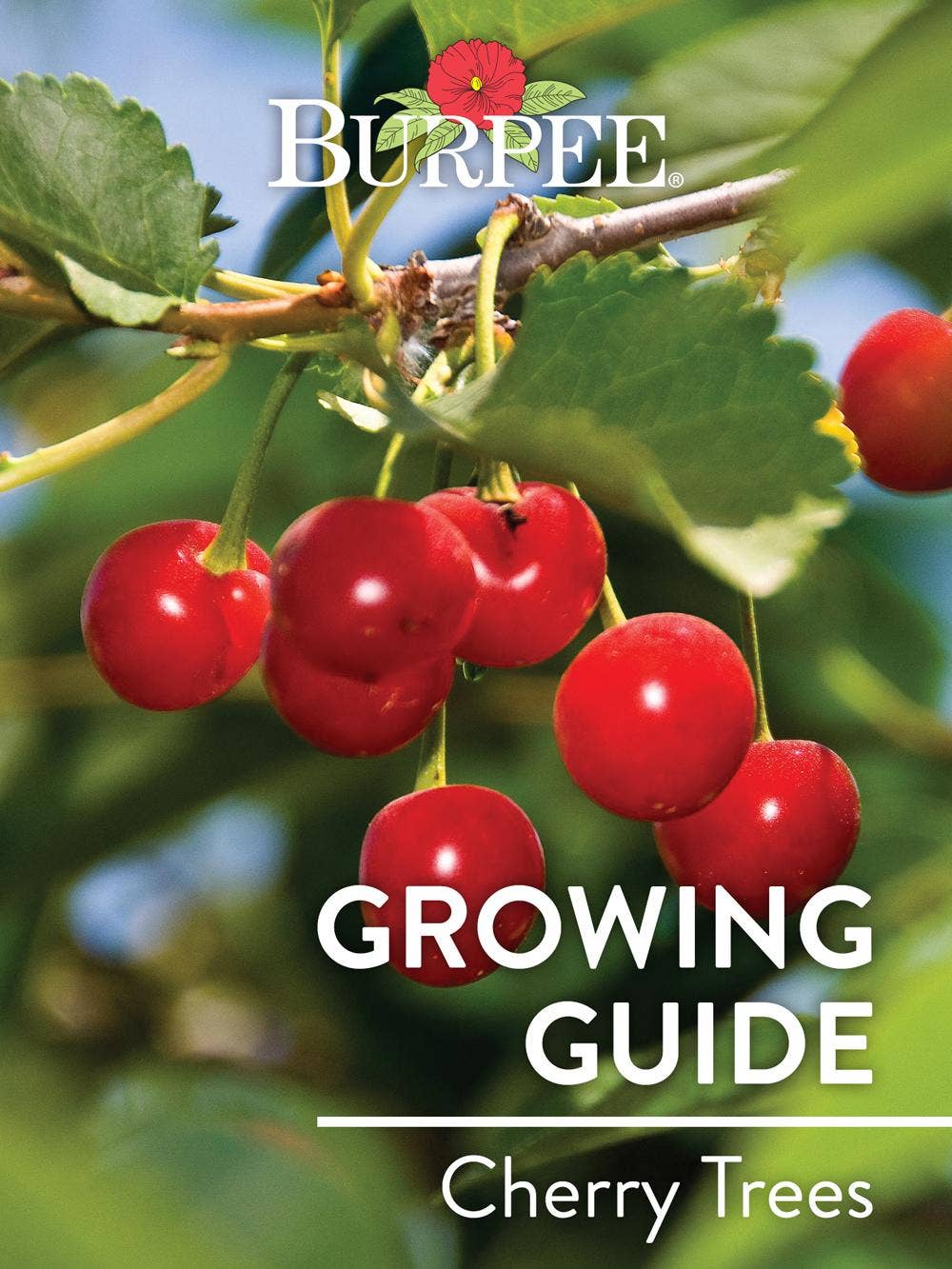 Learn About Cherry Trees