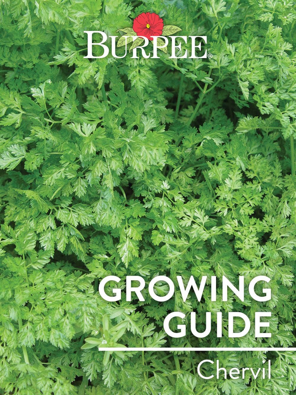 Learn About Chervil