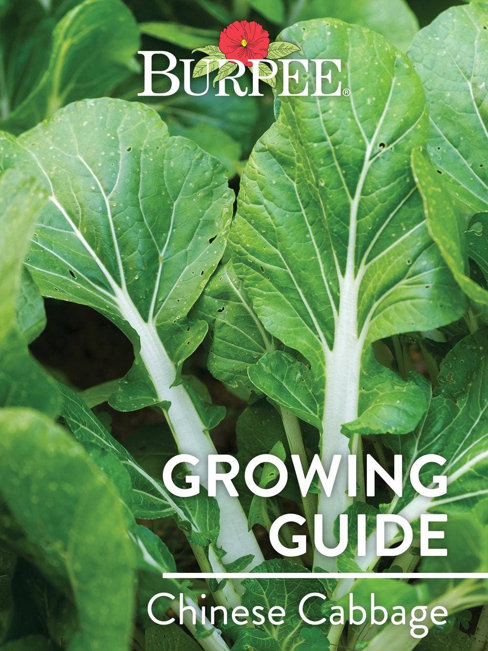 Learn About Chinese Cabbage