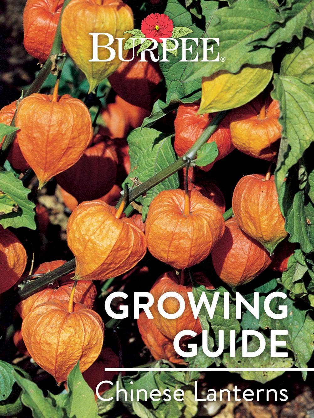 Learn About Chinese Lanterns