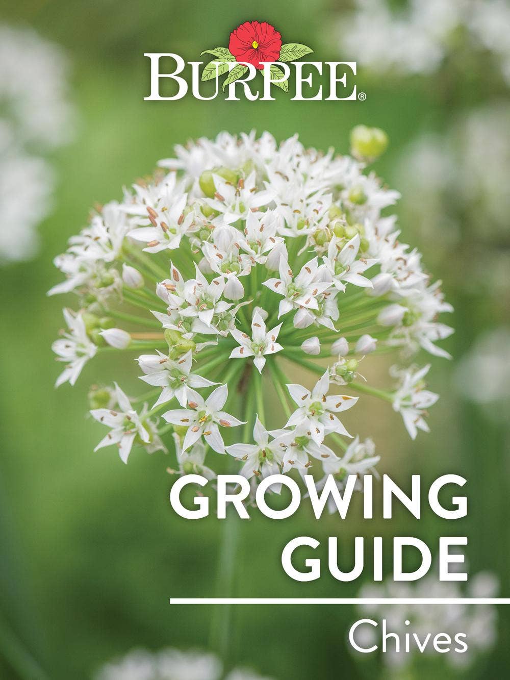 Learn About Chives