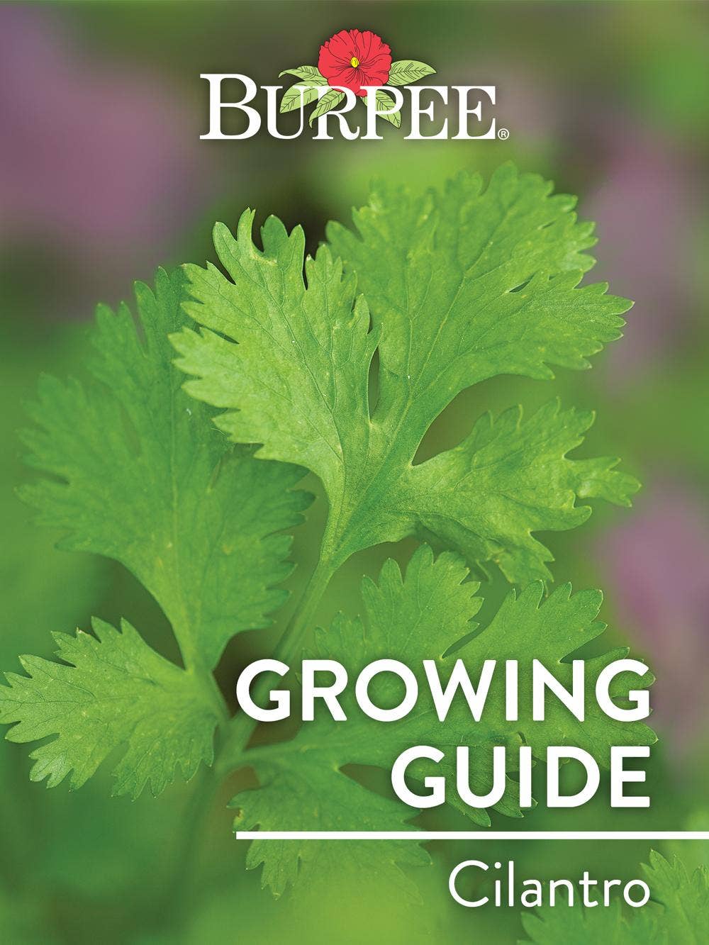 Learn About Cilantro