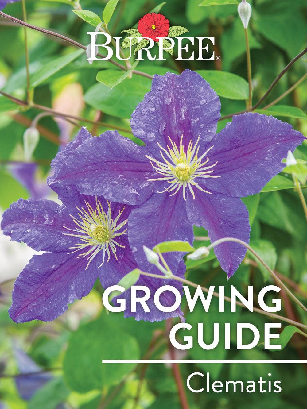 Learn About Clematis