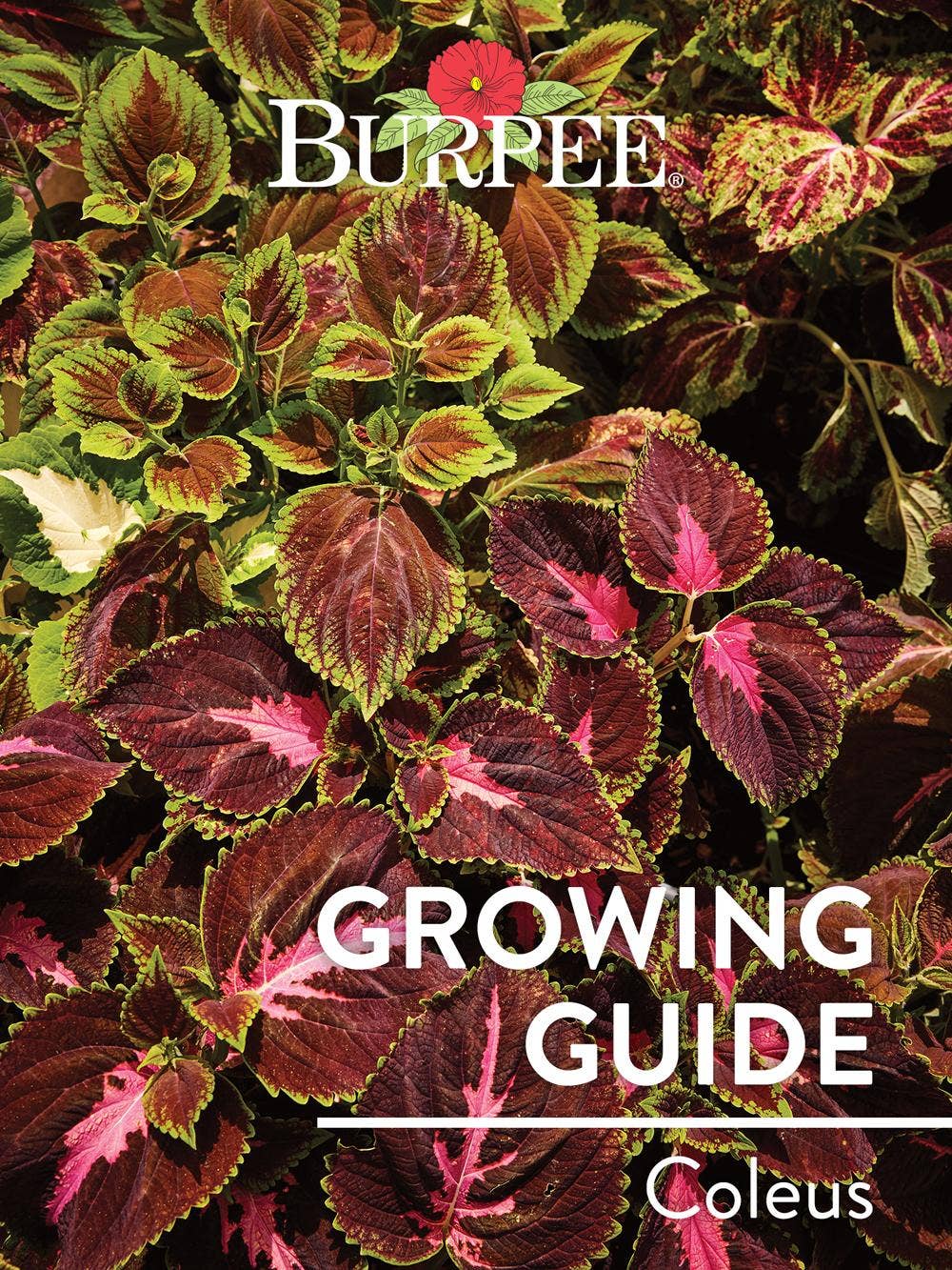 Learn About Coleus