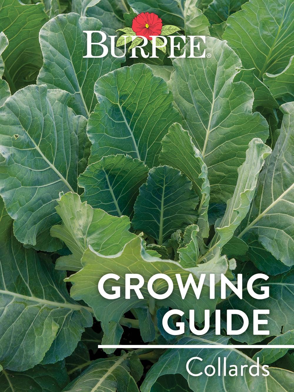 Learn About Collards