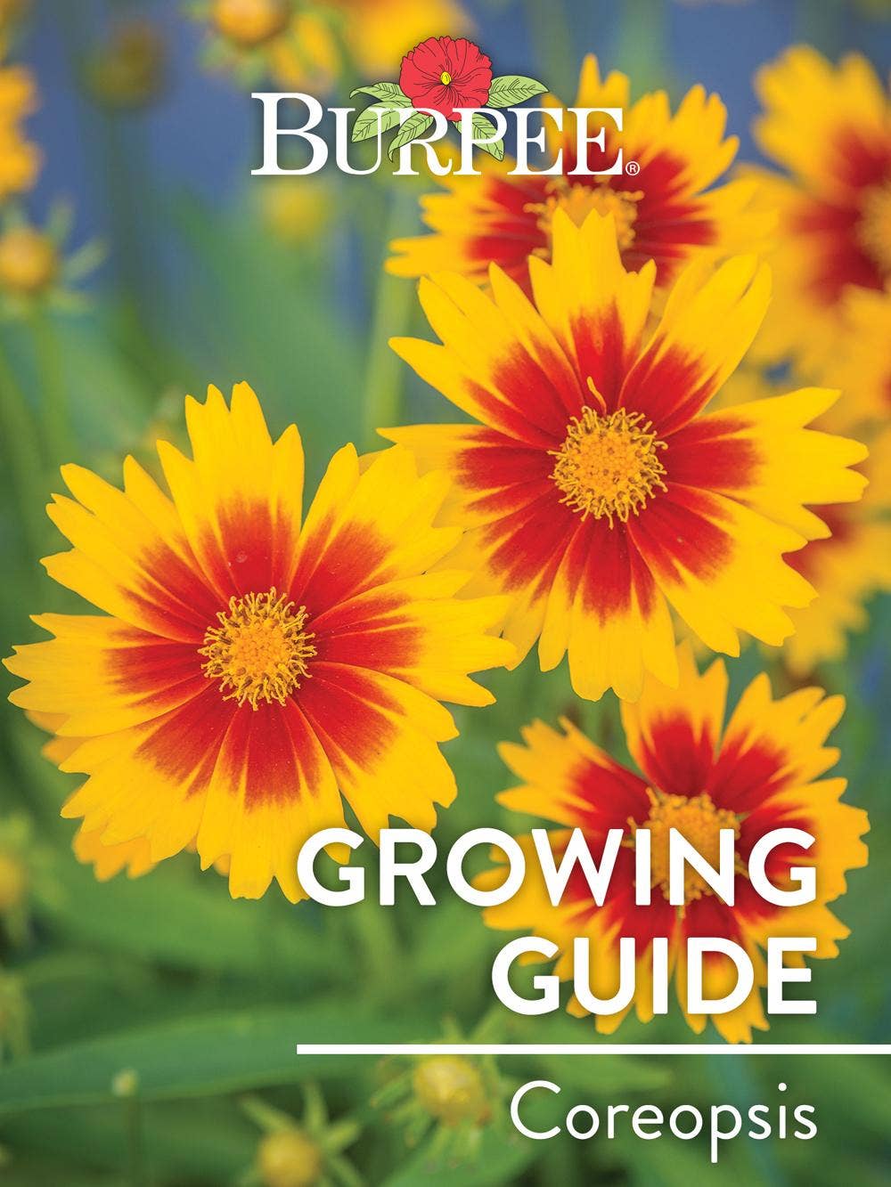 Learn About Coreopsis