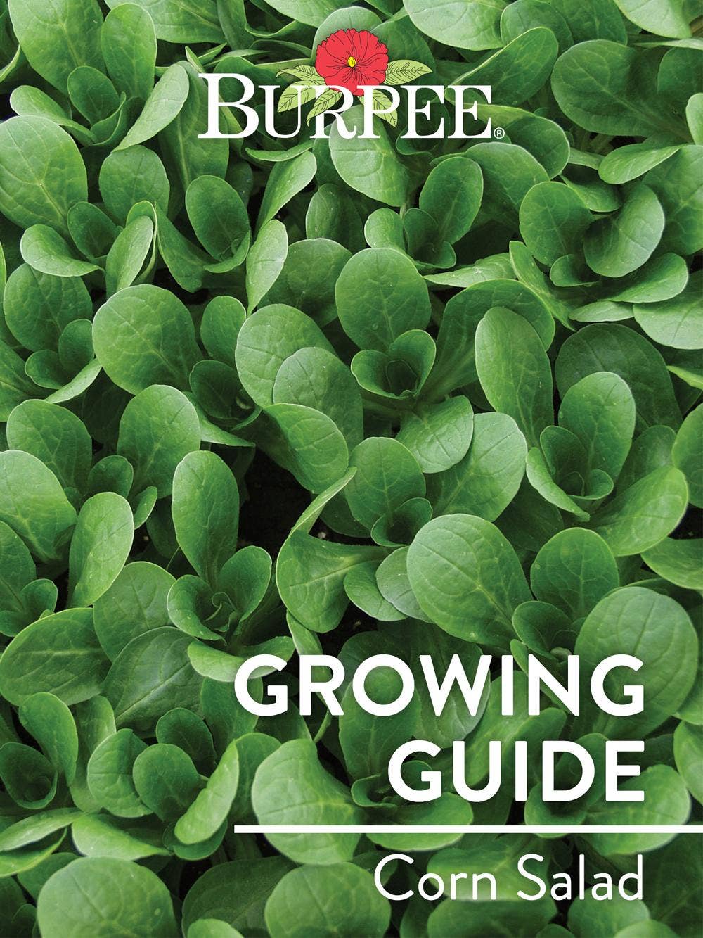 Learn About Corn Salad