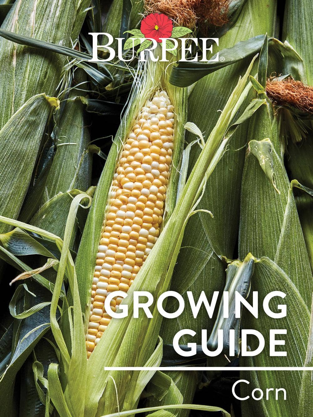 Learn About Corn