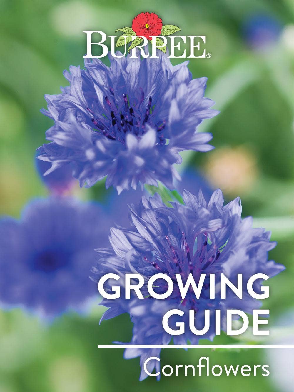 Learn About Cornflowers