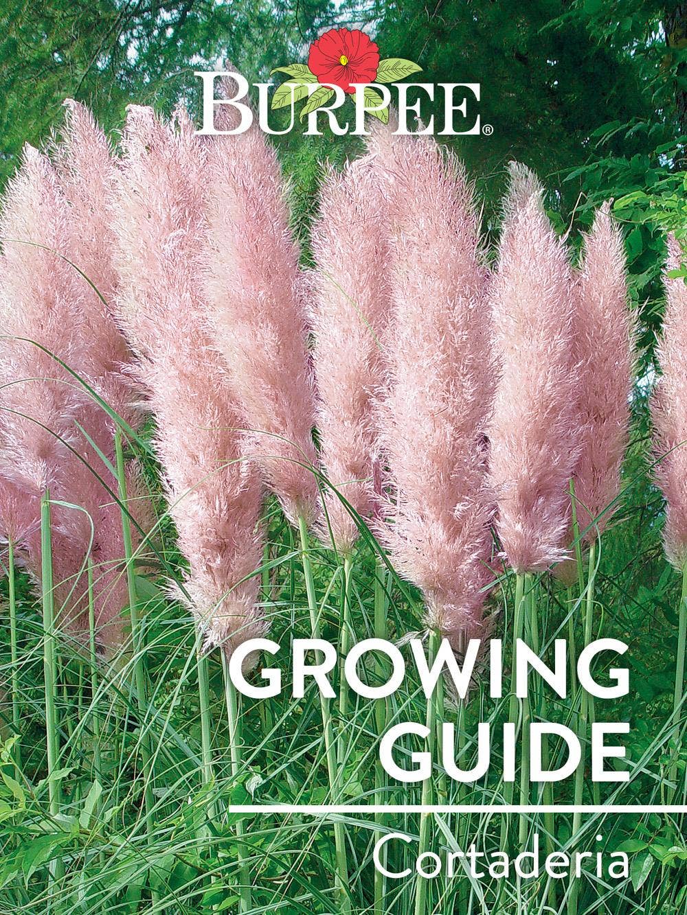 Learn About Cortaderia