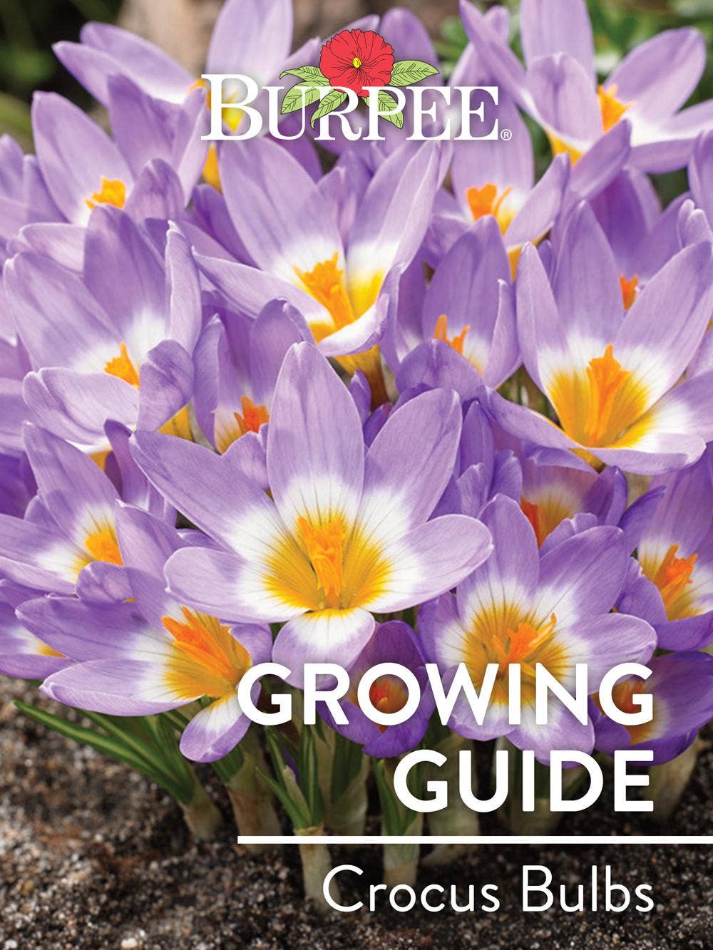 Learn About Crocus Bulbs