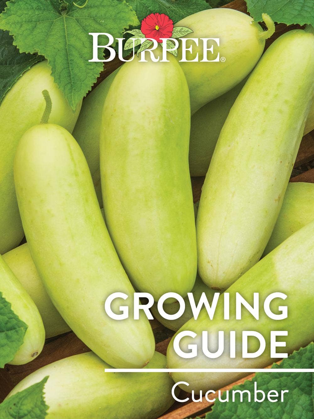 Learn About Cucumber