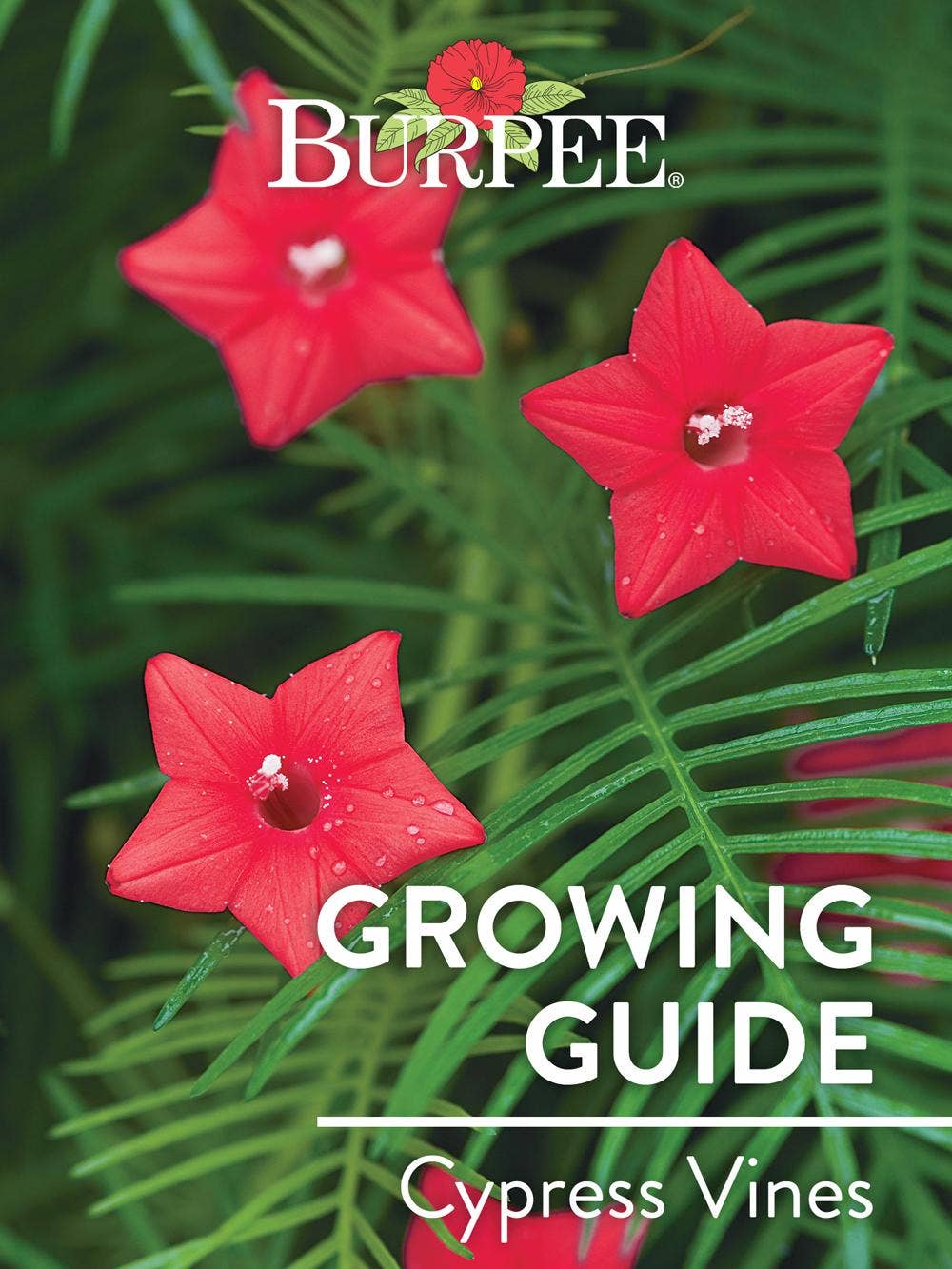 Learn About Cypress Vines