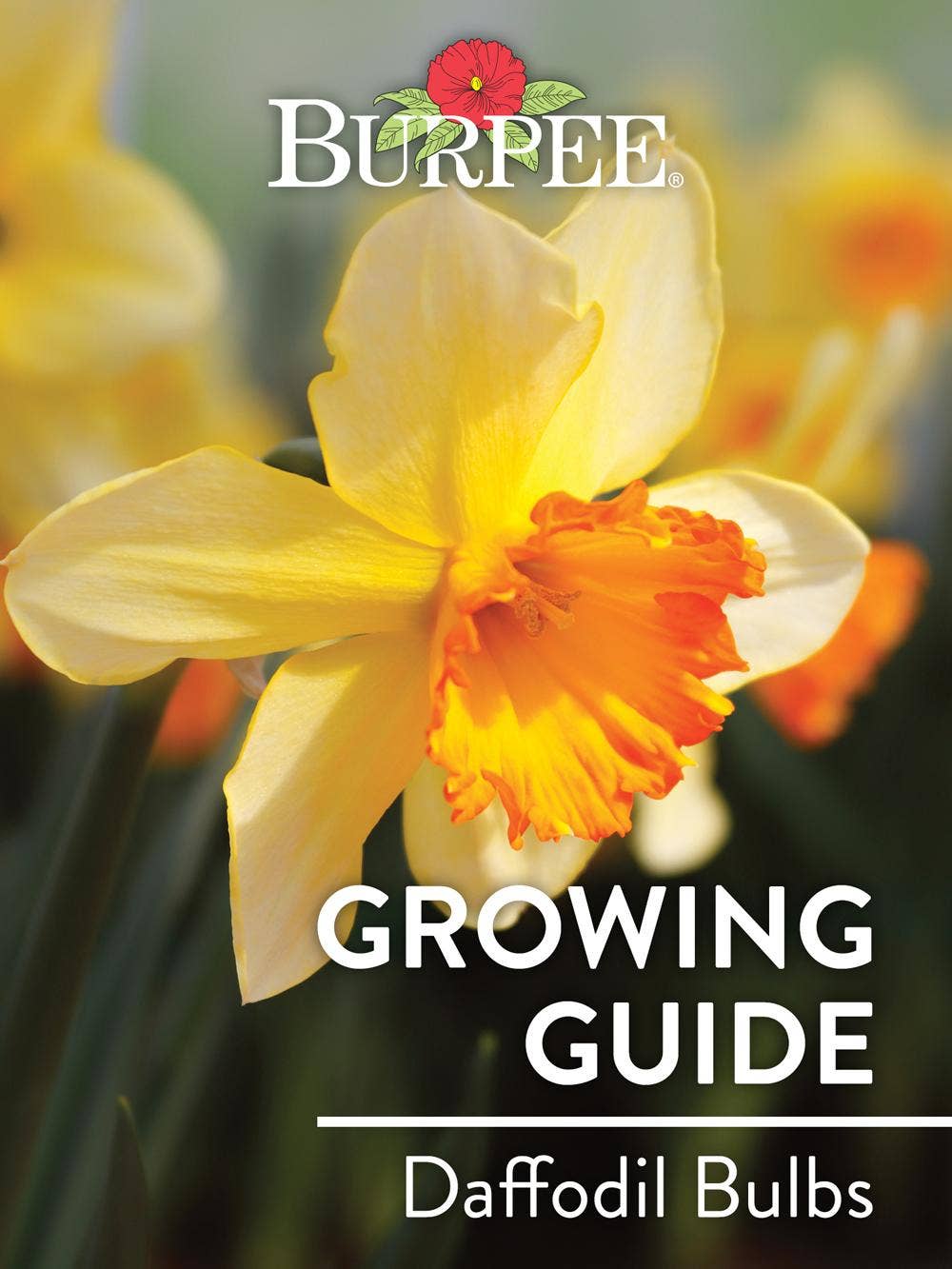 Learn About Daffodil Bulbs