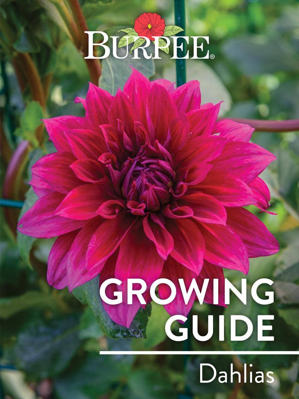 Learn About Dahlias
