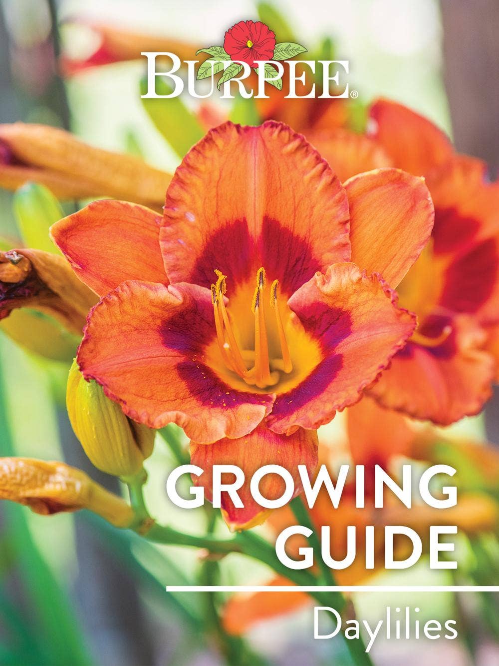 Learn About Daylilies