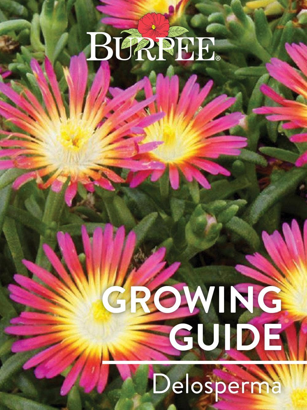 Learn About Delosperma