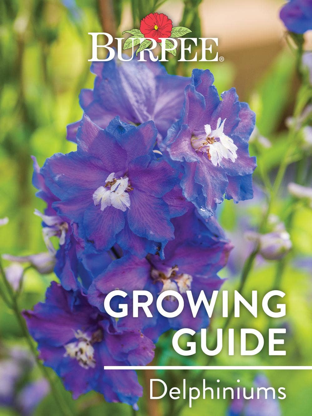 Learn About Delphiniums