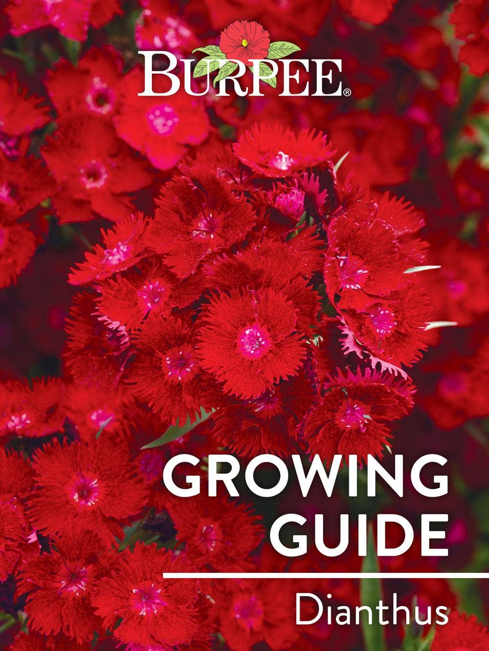 Learn About Dianthus