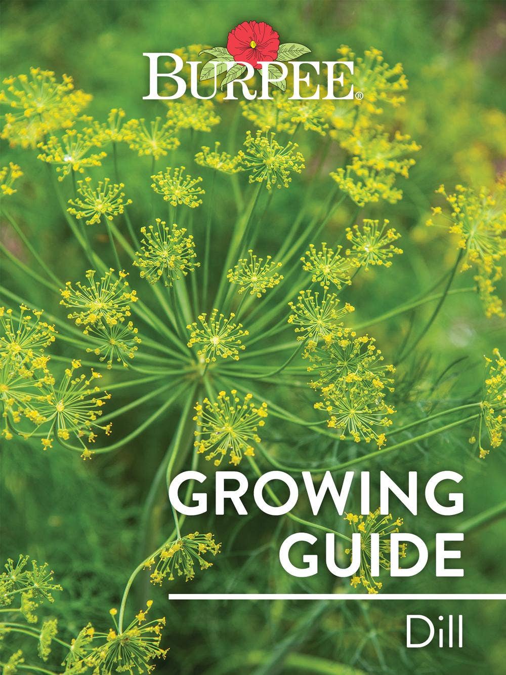 Learn About Dill