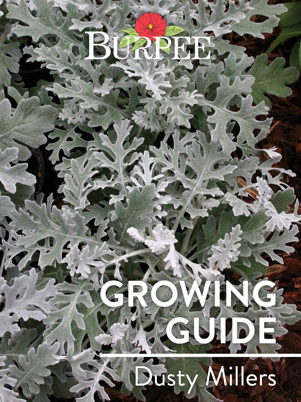 Learn About Dusty Millers