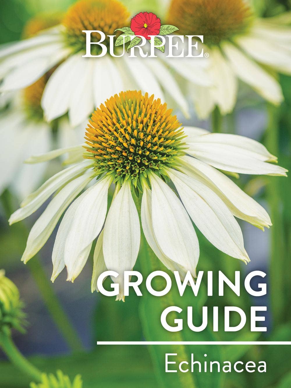 Learn About Echinacea