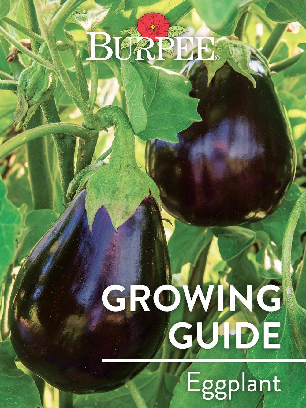 Learn About Eggplant