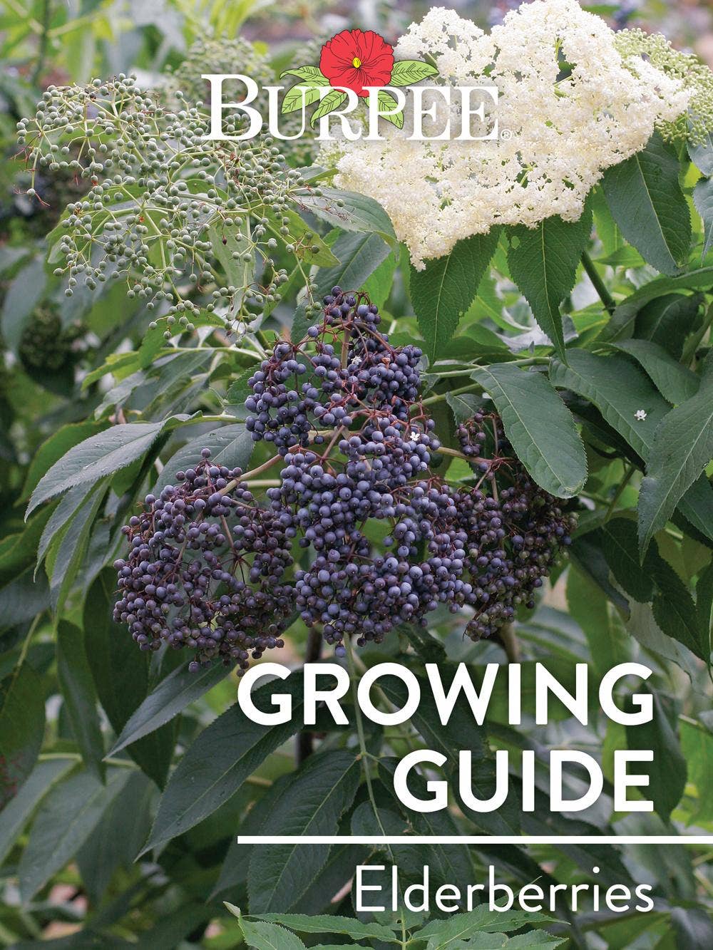 Learn About Elderberries