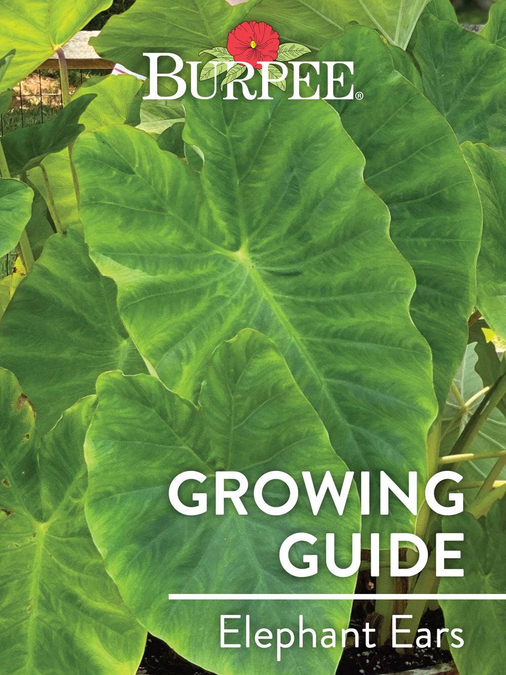 Learn About Elephant Ears