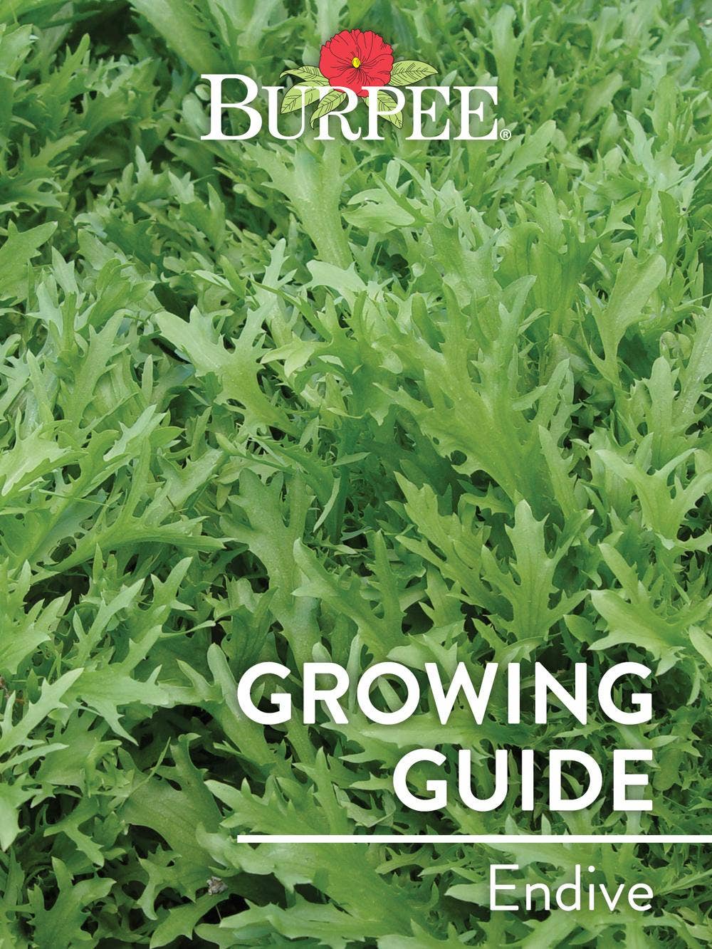 Learn About Endive