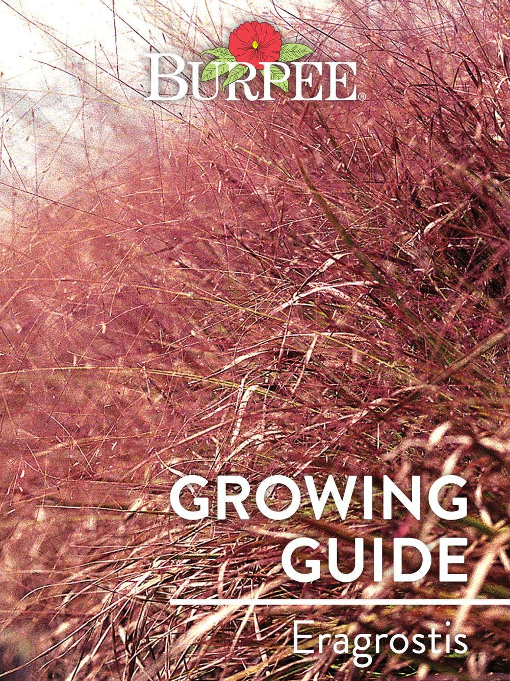 Learn About Eragrostis