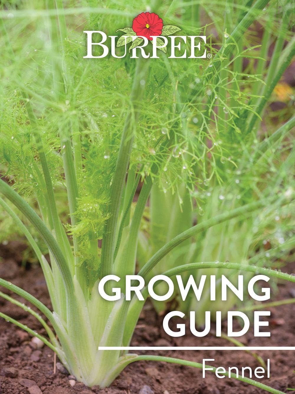 Learn About Fennel