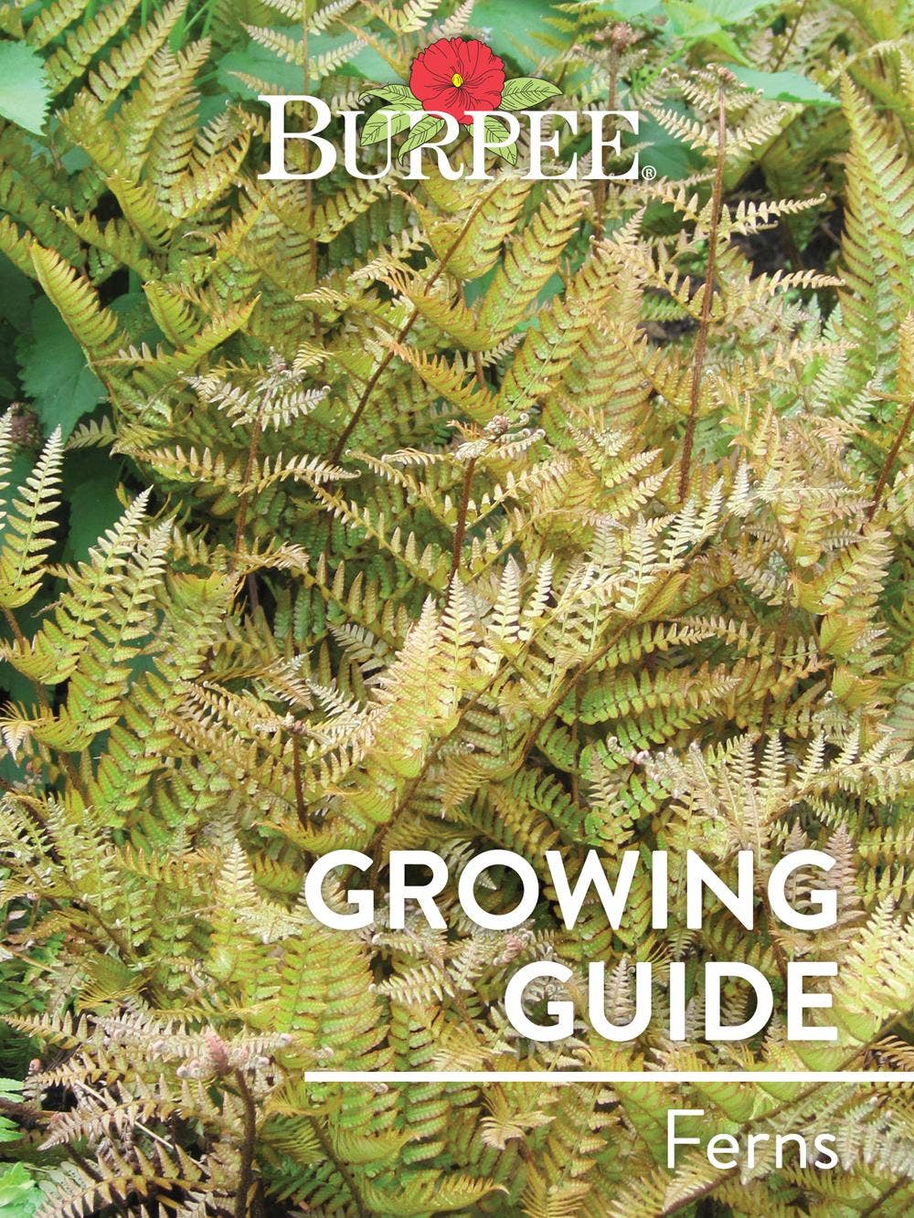 Learn About Ferns