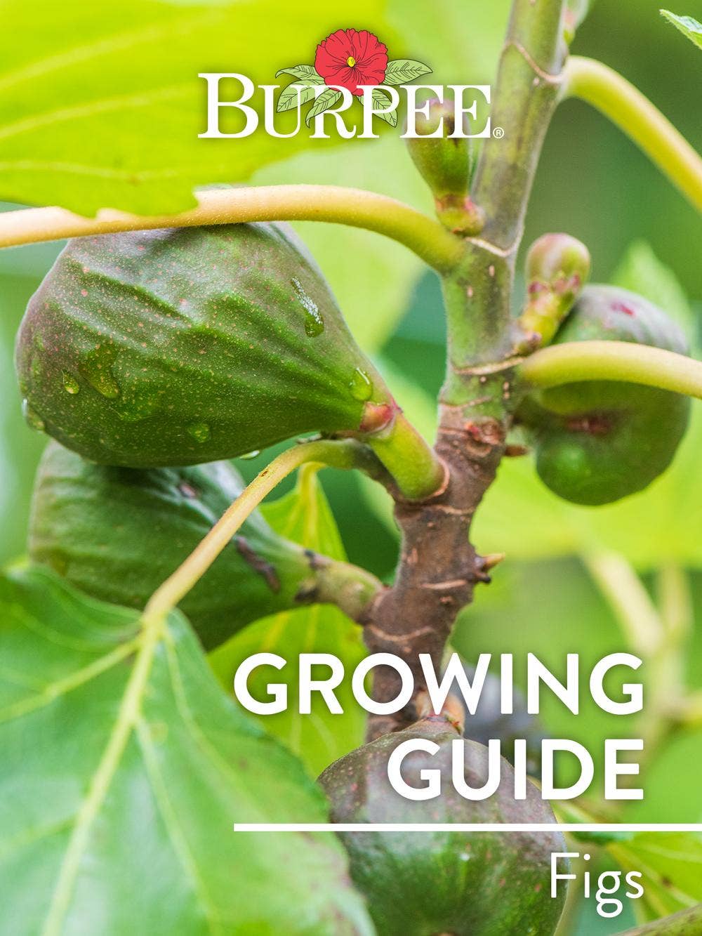 Learn About Figs