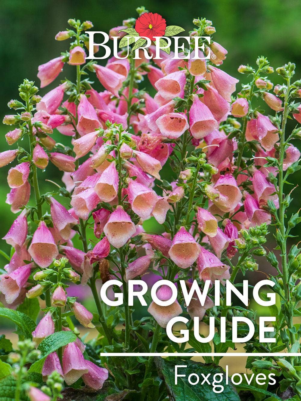 Learn About Foxgloves