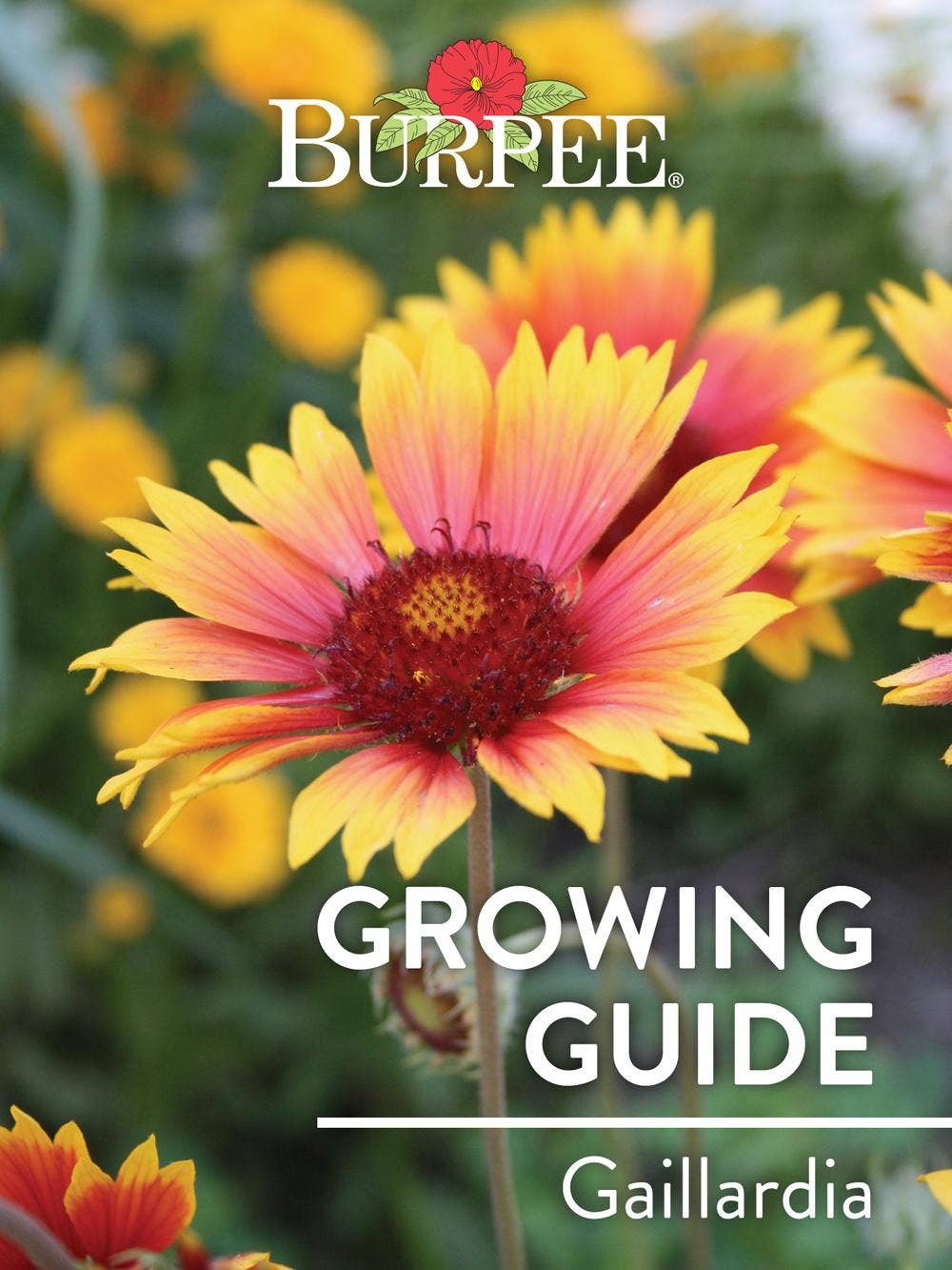 Learn About Gaillardia