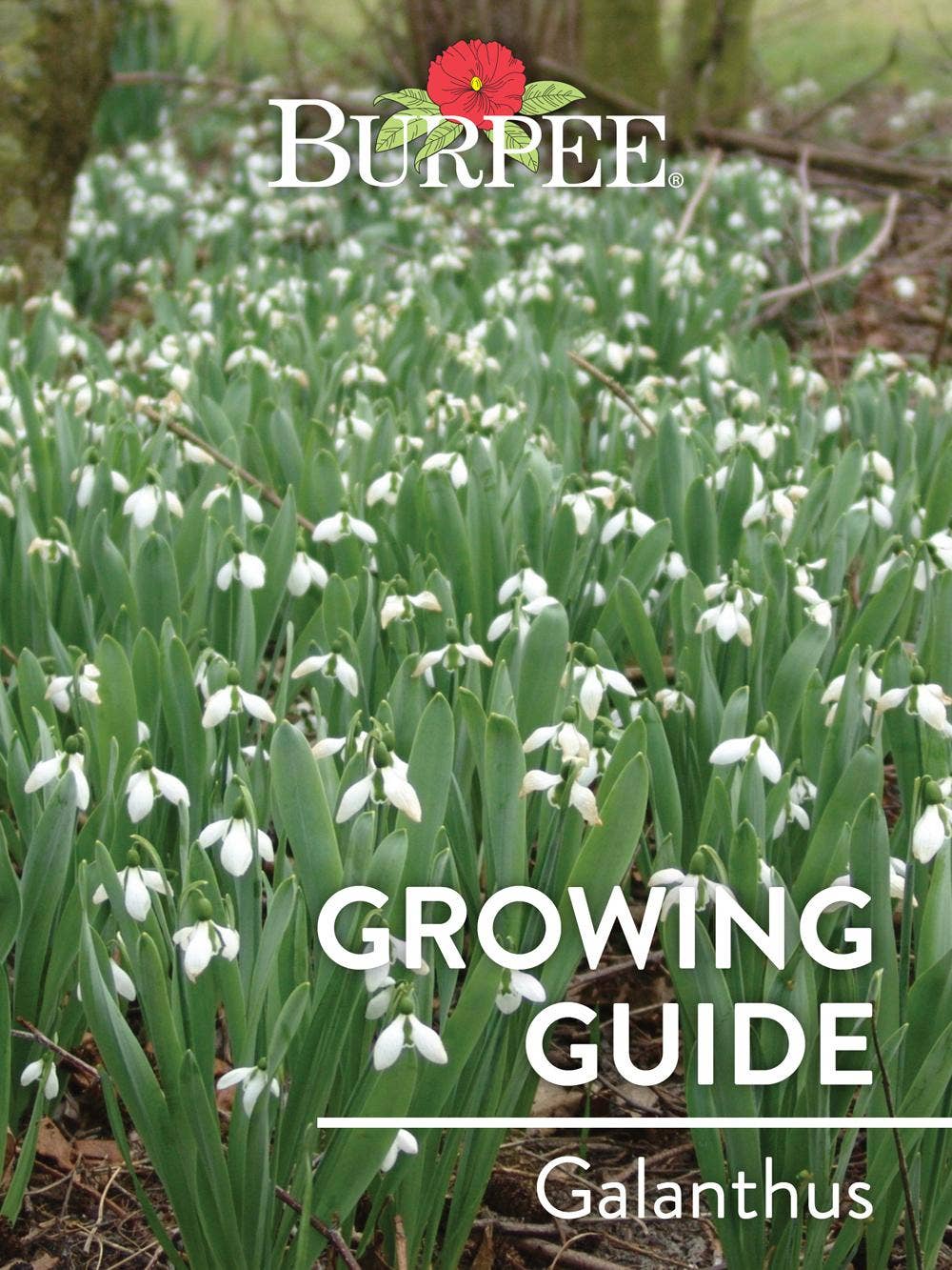 Learn About Galanthus