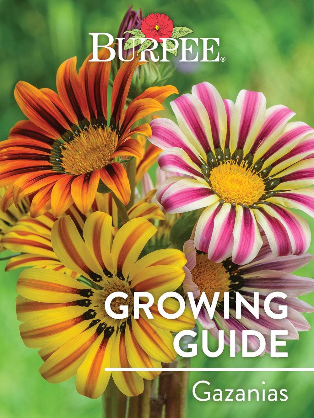 Learn About Gazanias