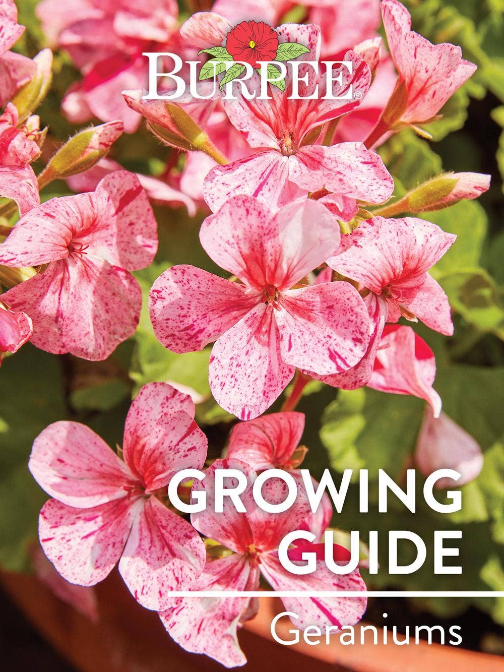 Learn About Geraniums