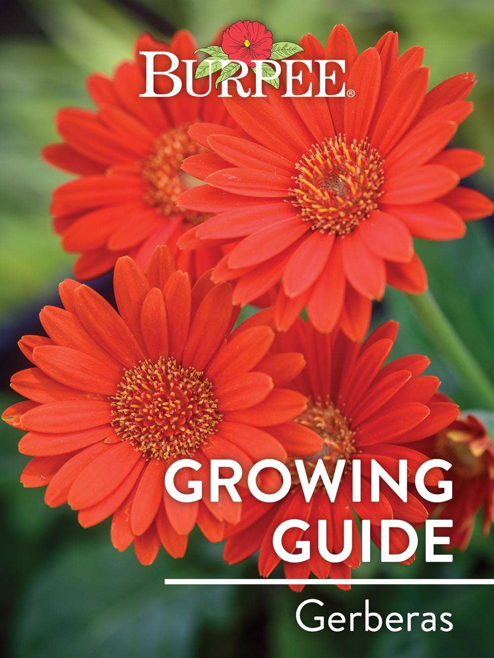 Learn About Gerberas