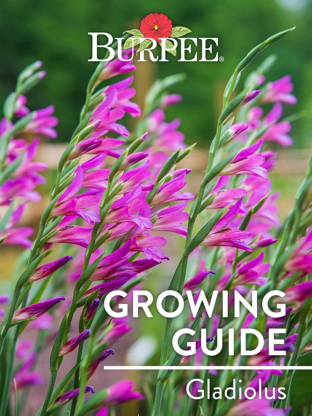 Learn About Gladiolus
