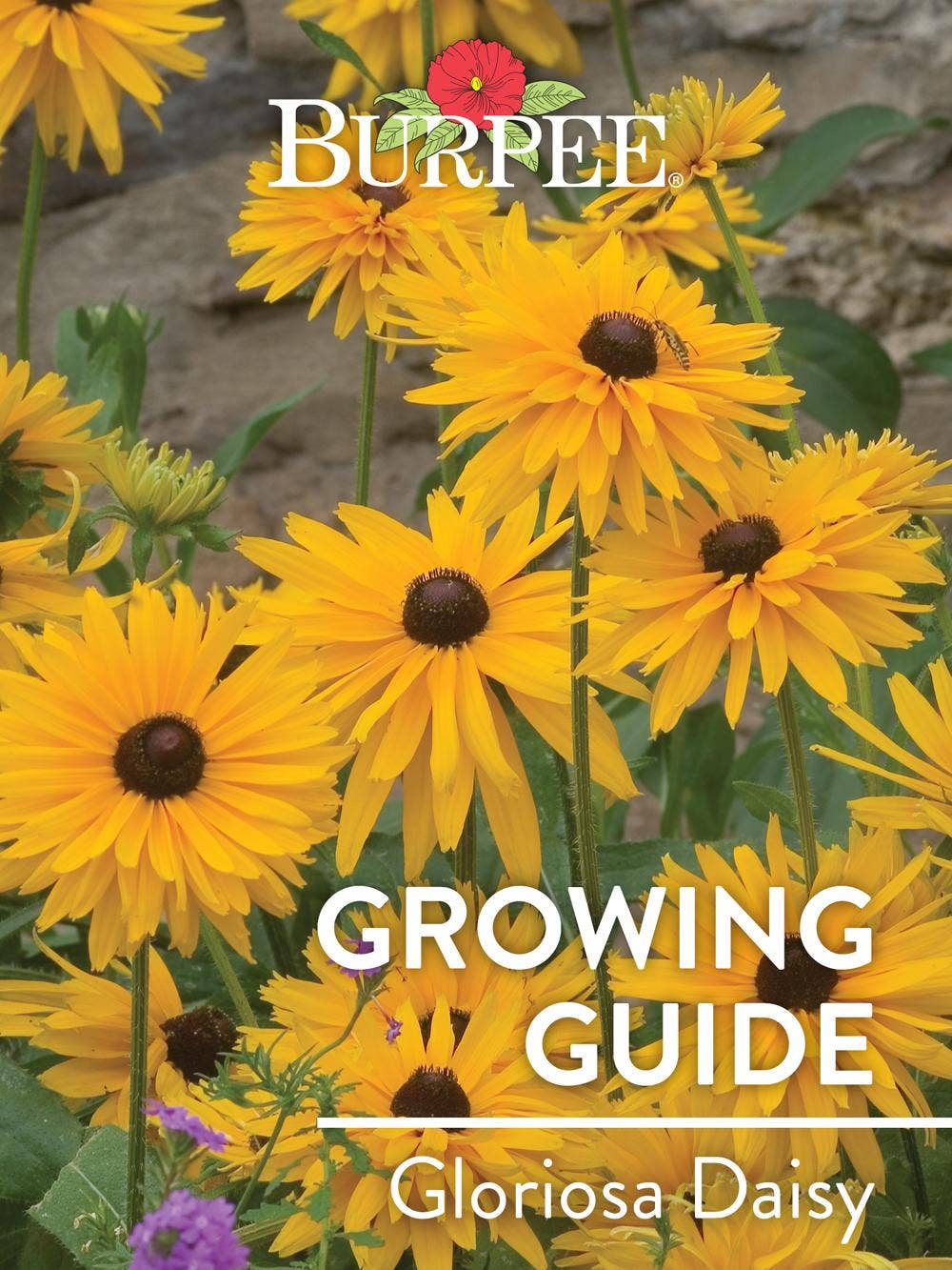 Learn About Gloriosa Daisy
