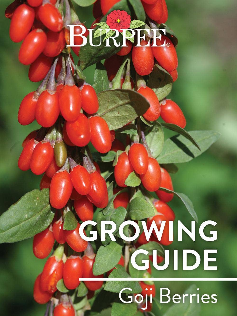 Learn About Goji Berries