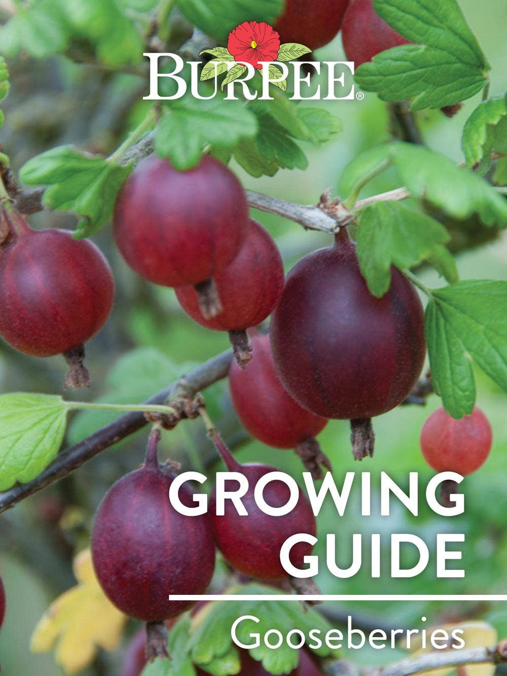 Learn About Gooseberries